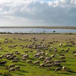 Sheep shepherd at Vistonida lake Glikoneri Rhdope Prefecture Thrace Greece