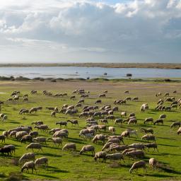 Sheep shepherd at Vistonida lake Glikoneri Rhdope Prefecture Thrace Greece